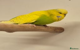 Budgerigars birds for sale: auction until the 17th next Wednesday - Image 5