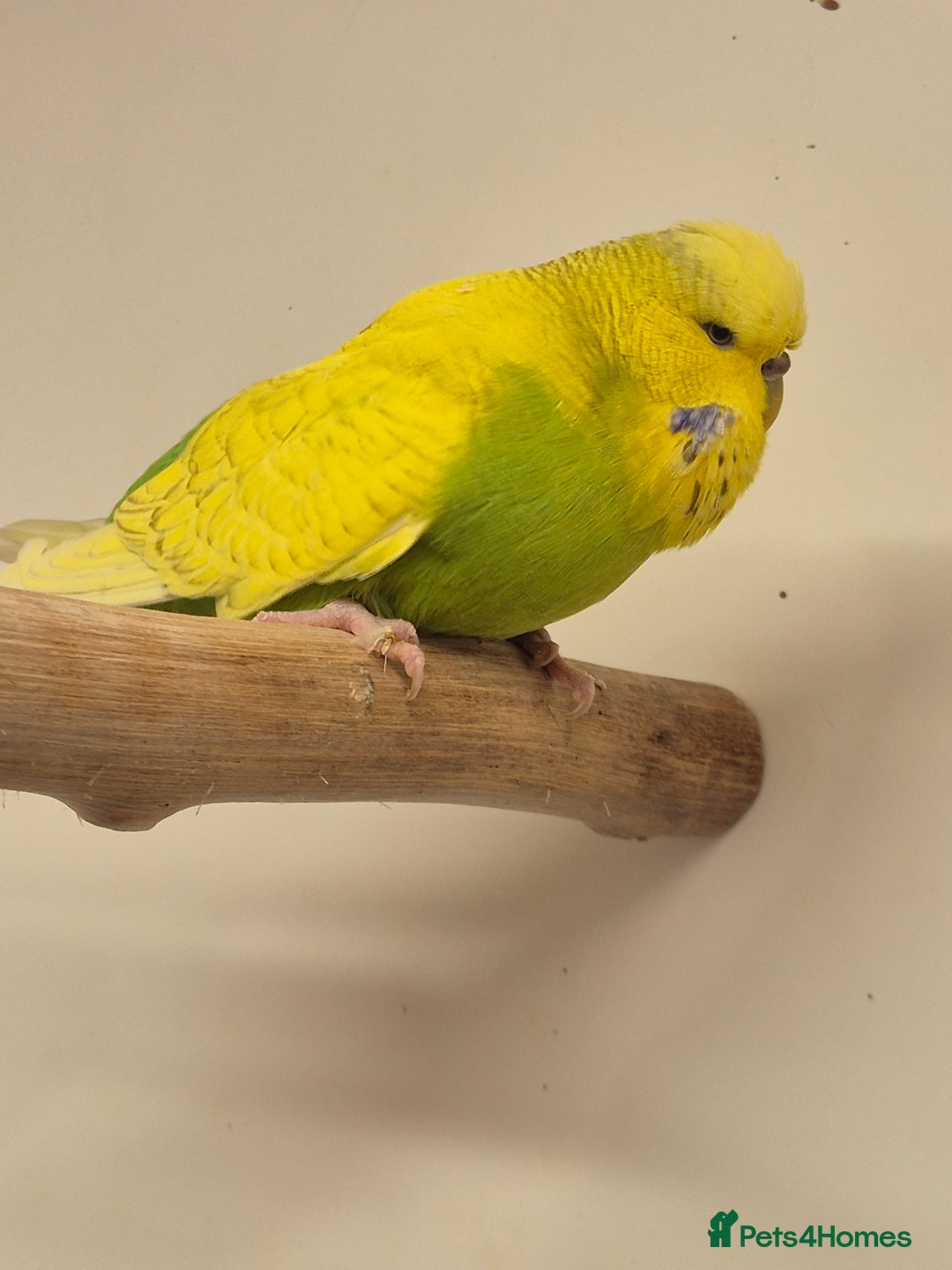 Budgerigars birds for sale: auction until the 17th next Wednesday - Image 5