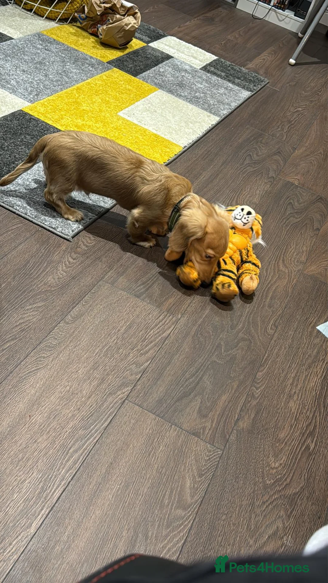 Miniature Dachshund dogs for sale: KC Registered Minature Long Haired Shaded Cream - Advert 2