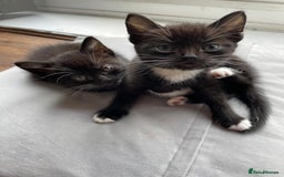 Mixed Breed cats for sale: Gorgeous kittens black and white - Image 6