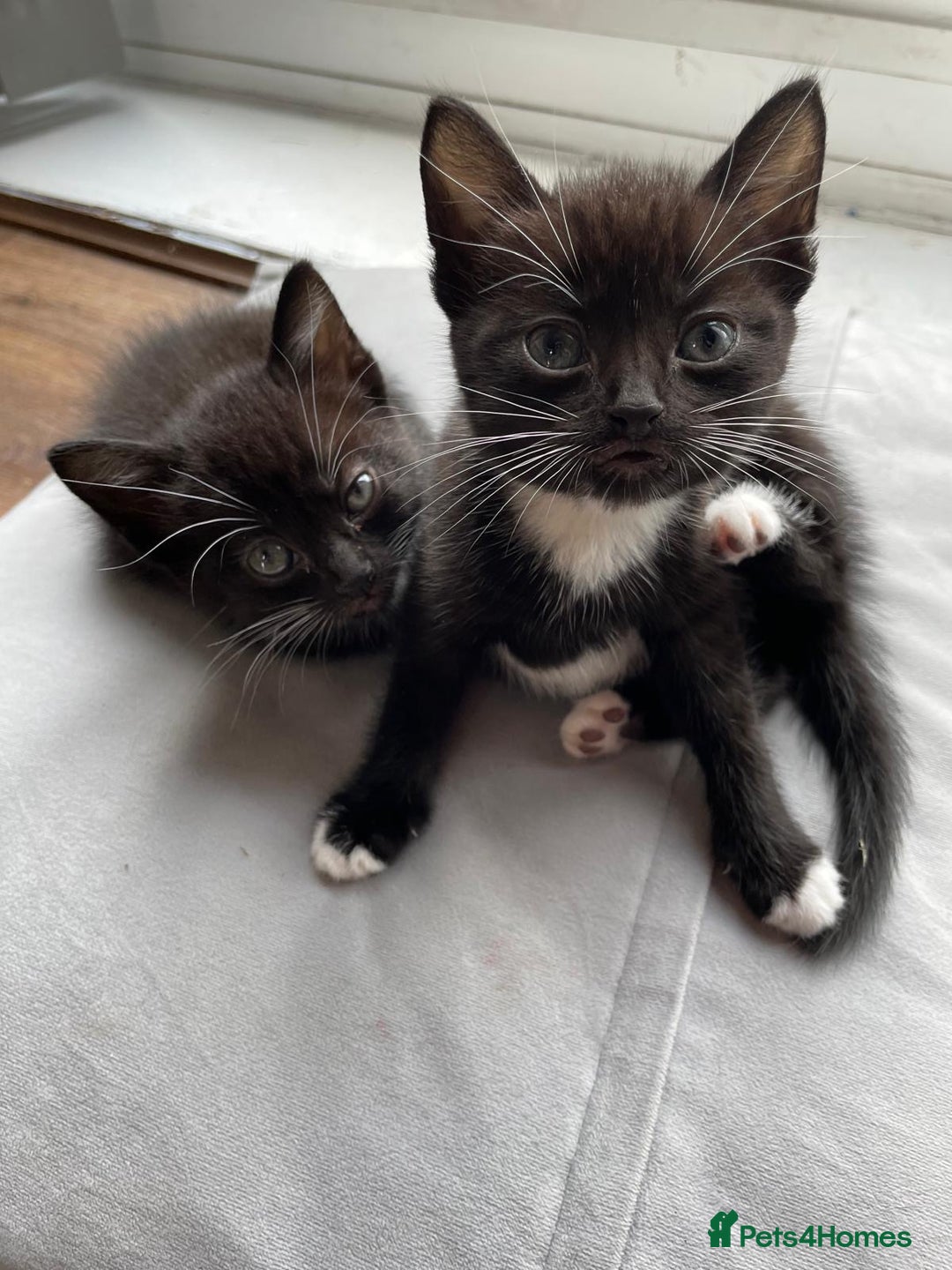 Mixed Breed cats for sale: Gorgeous kittens black and white - Image 6