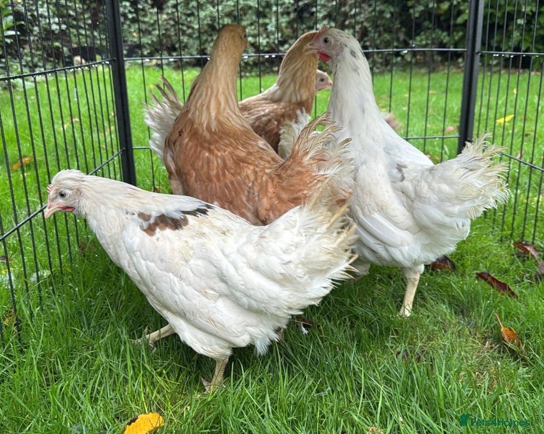 Chickens poultry for sale: Chickens Point of lay hens - Advert 2