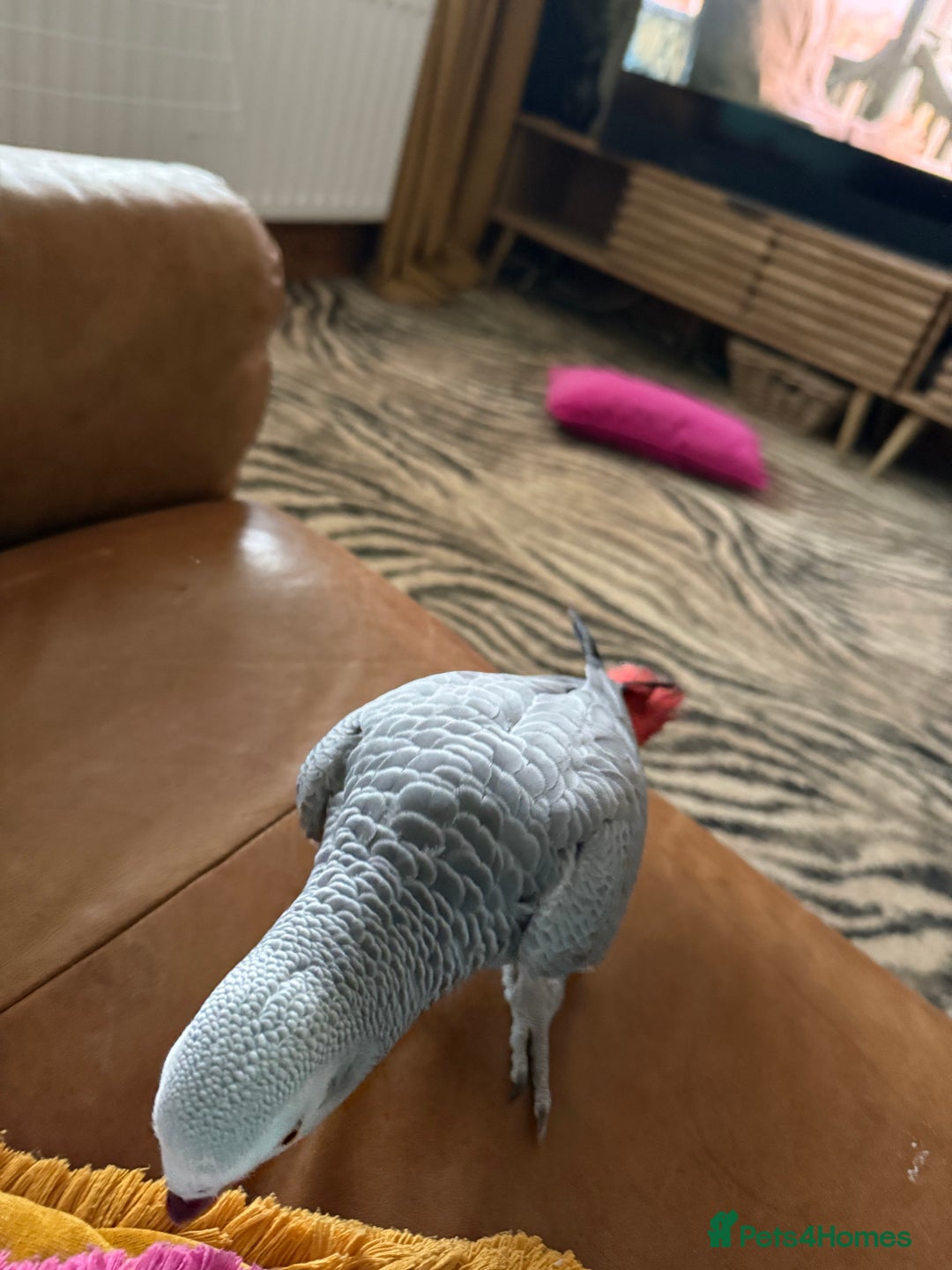 Parrots birds for sale: African Grey  - Advert 2