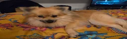 Pomchi dogs for sale: pomchi puppies for sale - Advert 7