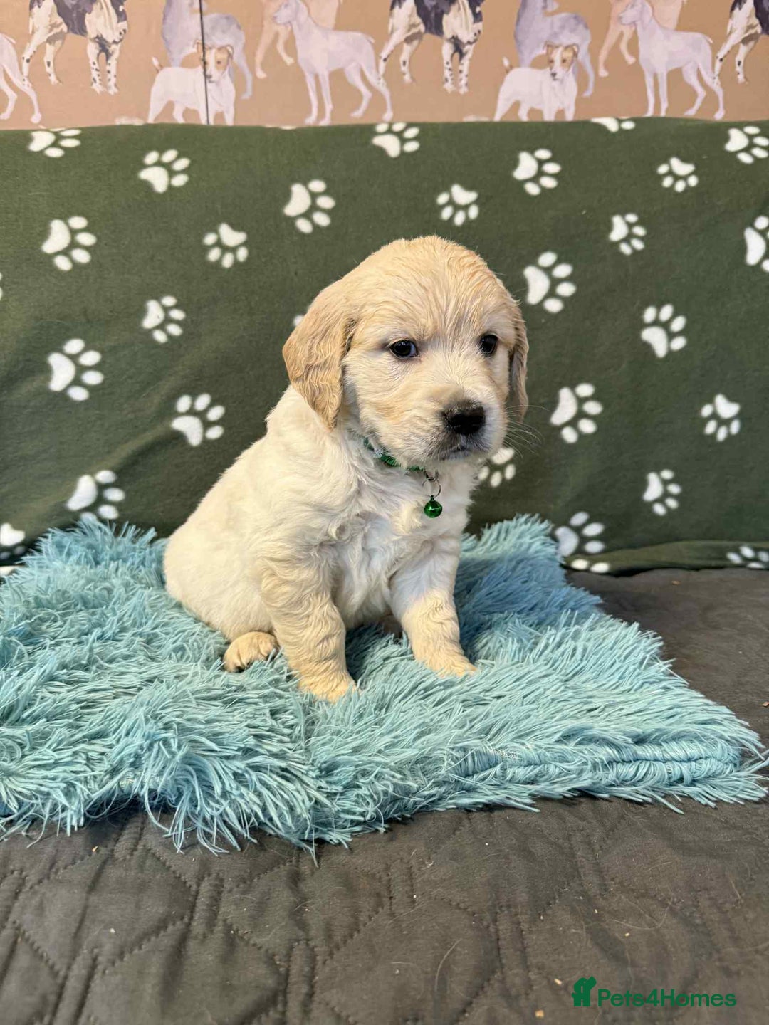 Golden Retriever dogs for sale: Stunning health tested Golden Retriever Puppies  - Advert 8