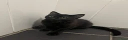 Domestic Shorthair cats for sale: Domestic shorthair kitten on sale in Birmingham - Advert 5