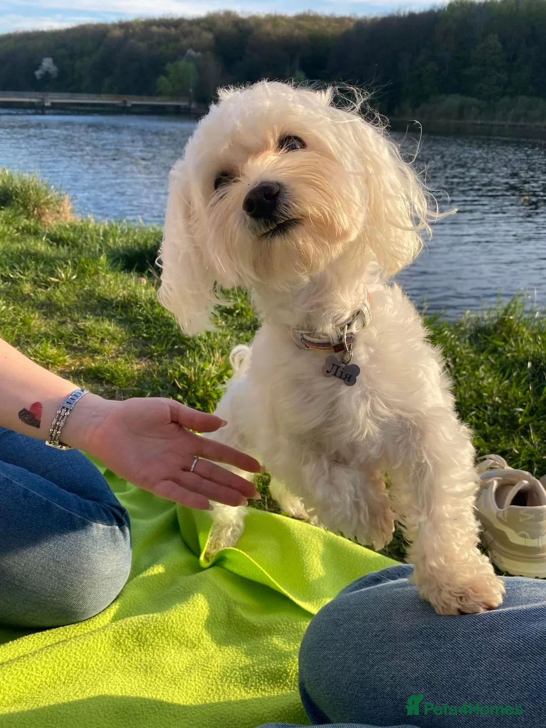 Maltese dogs for sale: Adorable Maltese Puppies Looking for Forever Homes - Advert 2