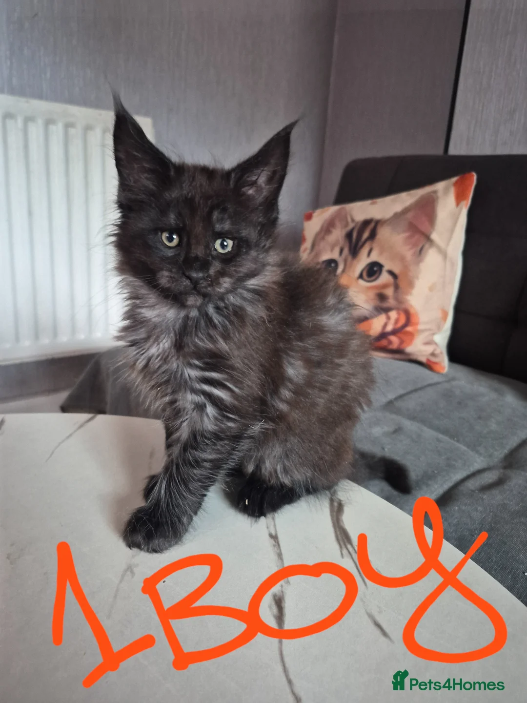 Maine Coon cats for sale: Beautiful Maine coon kittens - Advert 2