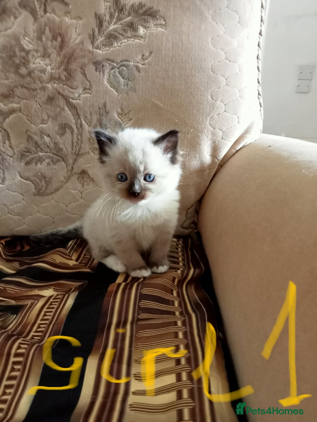 Ragdoll cats for sale: Ragdoll kittens  - Image 5