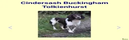 English Springer Spaniel dogs for sale: Working English springer pups  in Littleborough - Advert 13