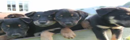 Huntaway dogs for sale: Huntaway puppies in Llanfyllin - Advert 1