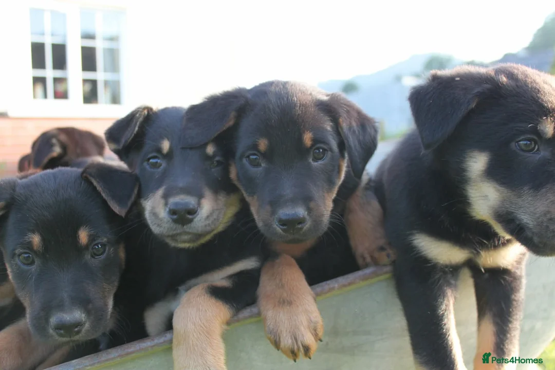 Huntaway dogs for sale: Huntaway puppies in Llanfyllin - Advert 1