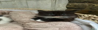 🖤 Male - Black