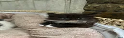 Mixed Breed cats for sale: Loving Homes Wanted 🐾 - Advert 4