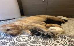 Labradoodle dogs for sale: 🌟 Beautiful Darcy — Yellow Labradoodle 🌟 - Image 9