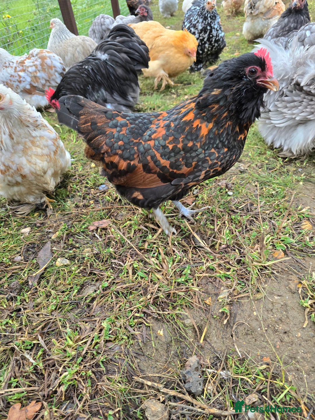 Chickens poultry for sale: Gold Spangled Thuringians POL - Image 6