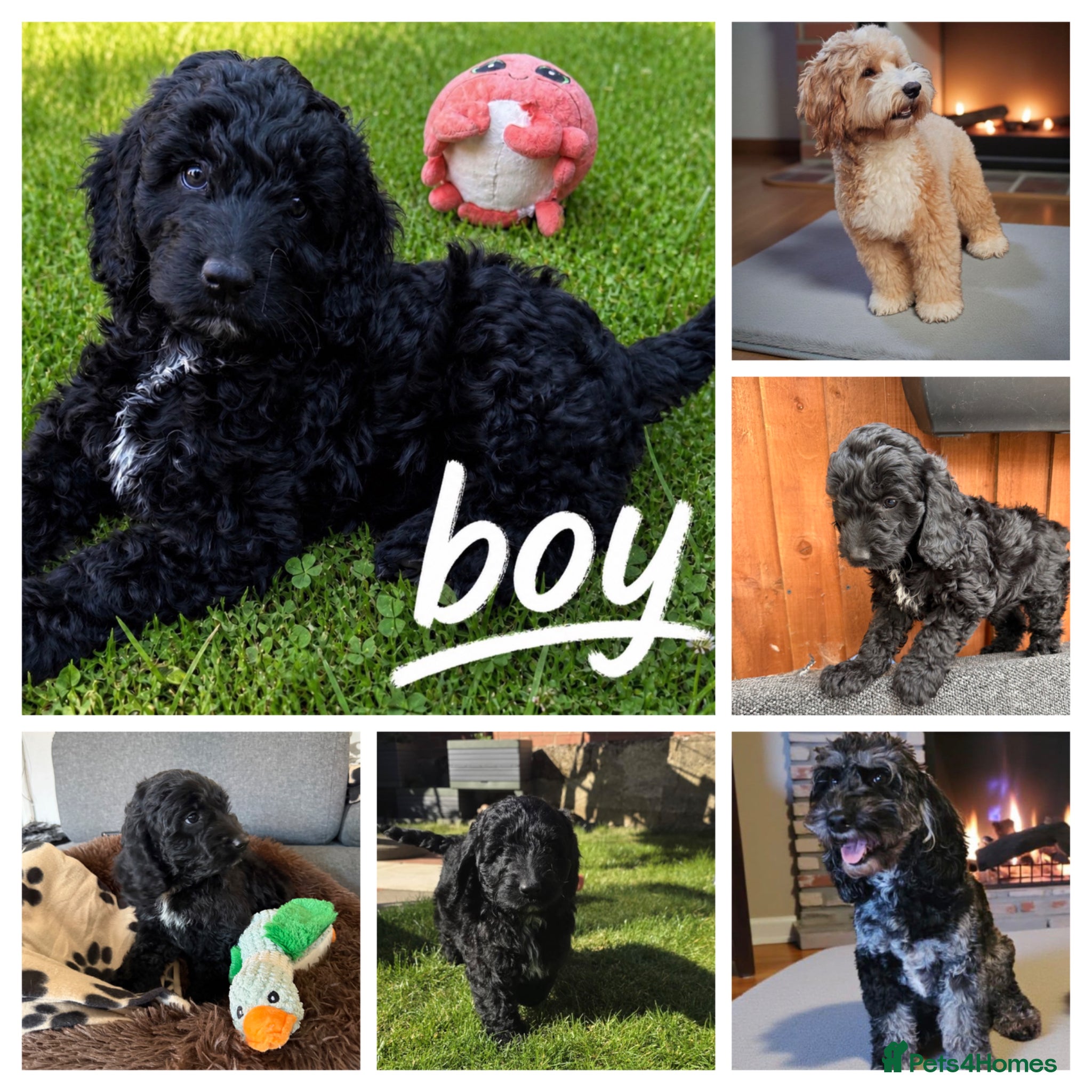 Australian Labradoodle dogs  1 Boy and 1 Girls available ready to go now - Advert 13