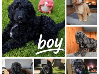 Australian Labradoodle dogs 1 Boy and 1 Girls available ready to go now - Advert 13
