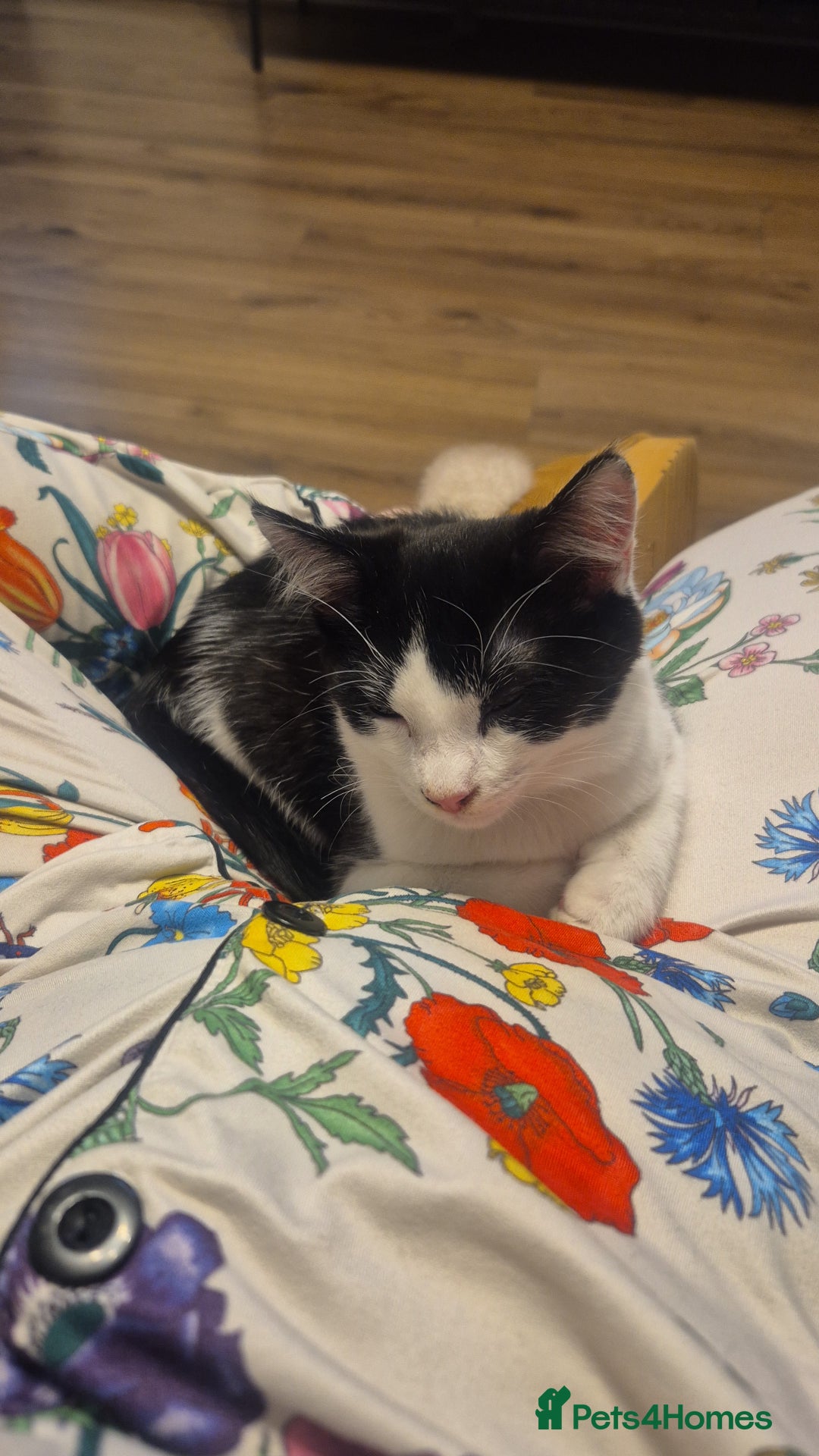 British Shorthair cats for sale: Jake & jess - Advert 4