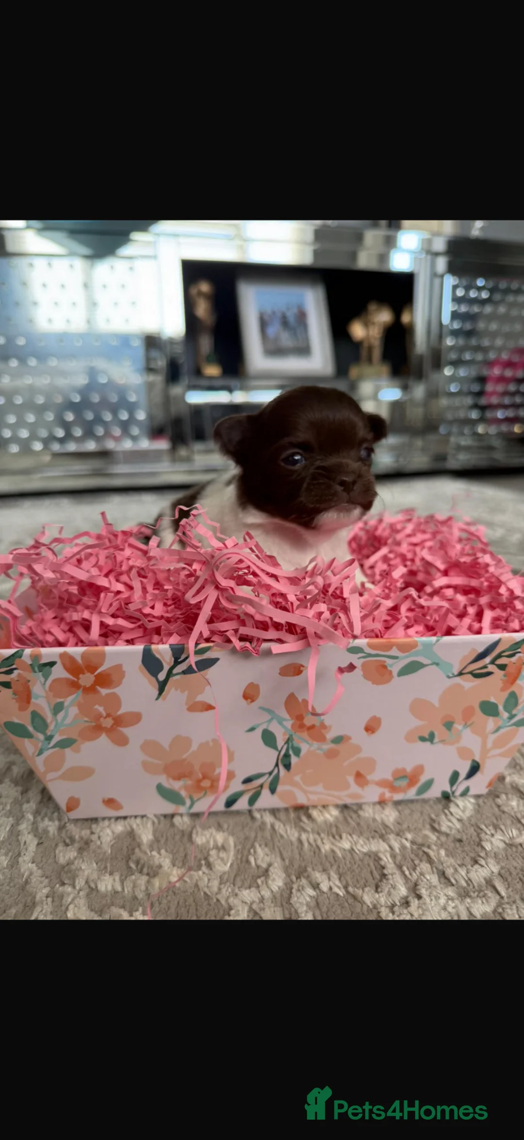 Chihuahua dogs for sale: Beautiful tiny chihuahua  - Advert 14