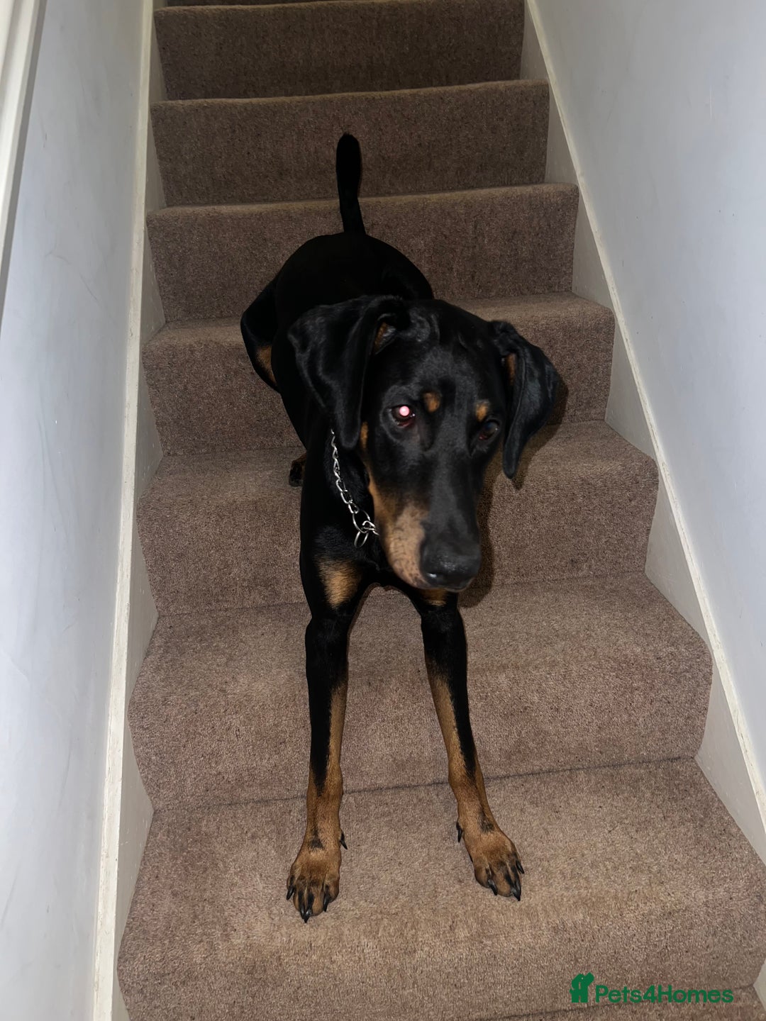 Dobermann dogs for sale: Lovely Boy Doberman - Image 6