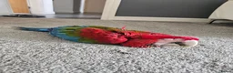 Macaws birds for sale: Gorgeous Baby Greenwing Macaws in Halifax - Advert 8