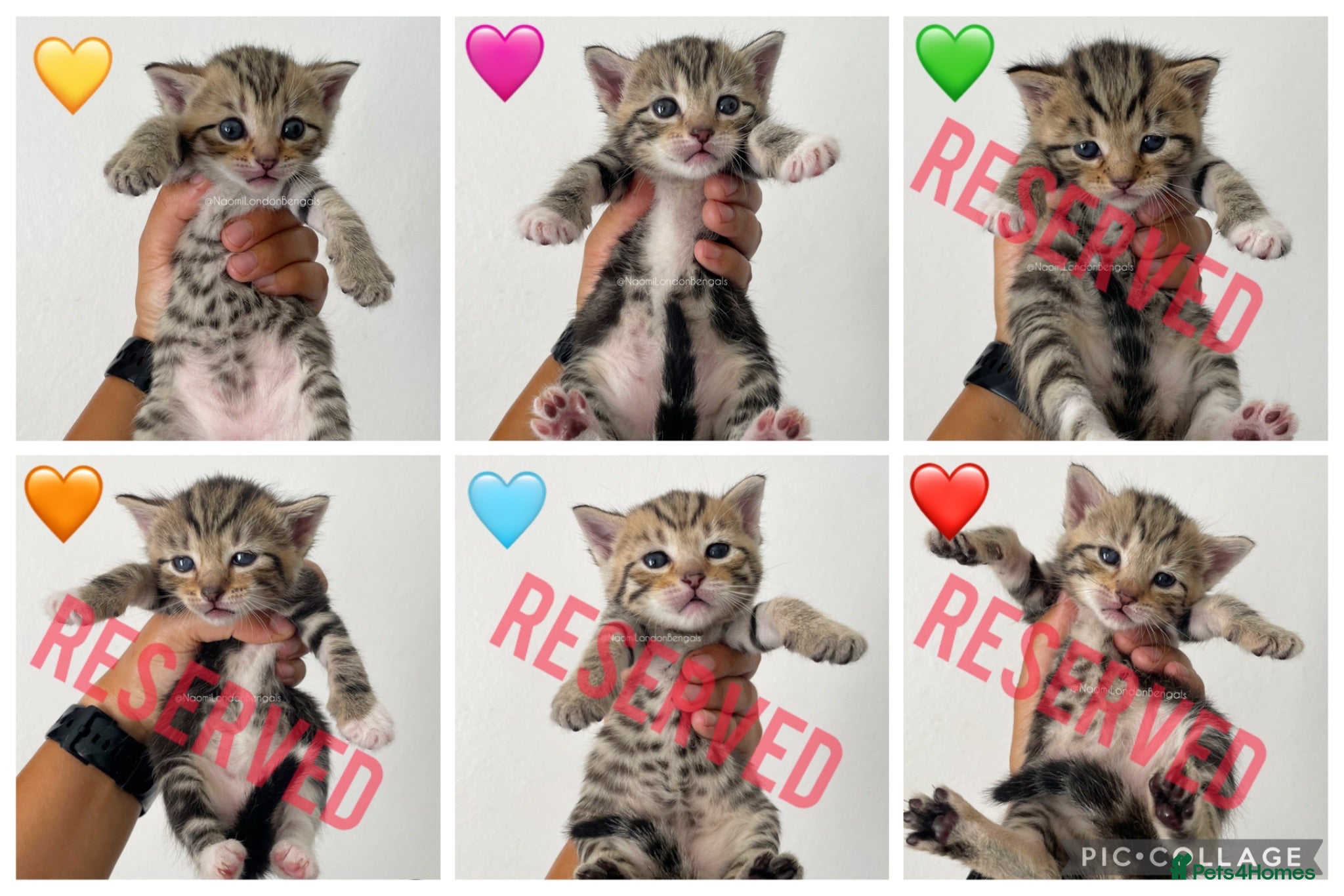 Bengal cats 🌈 BENGAL KITTENS 🌈 ⭐️⭐️⭐️⭐️⭐️ - Advert 2