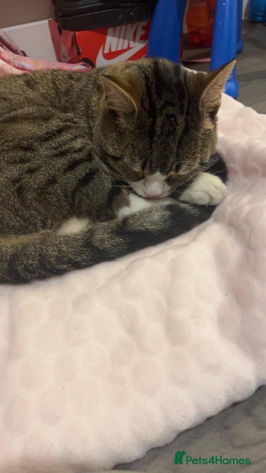 Mixed Breed cats for sale: Beautiful male cat - Image 4