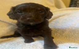 Cockapoo dogs for sale: Adorable Chocolate Cockapoos  - Image 3