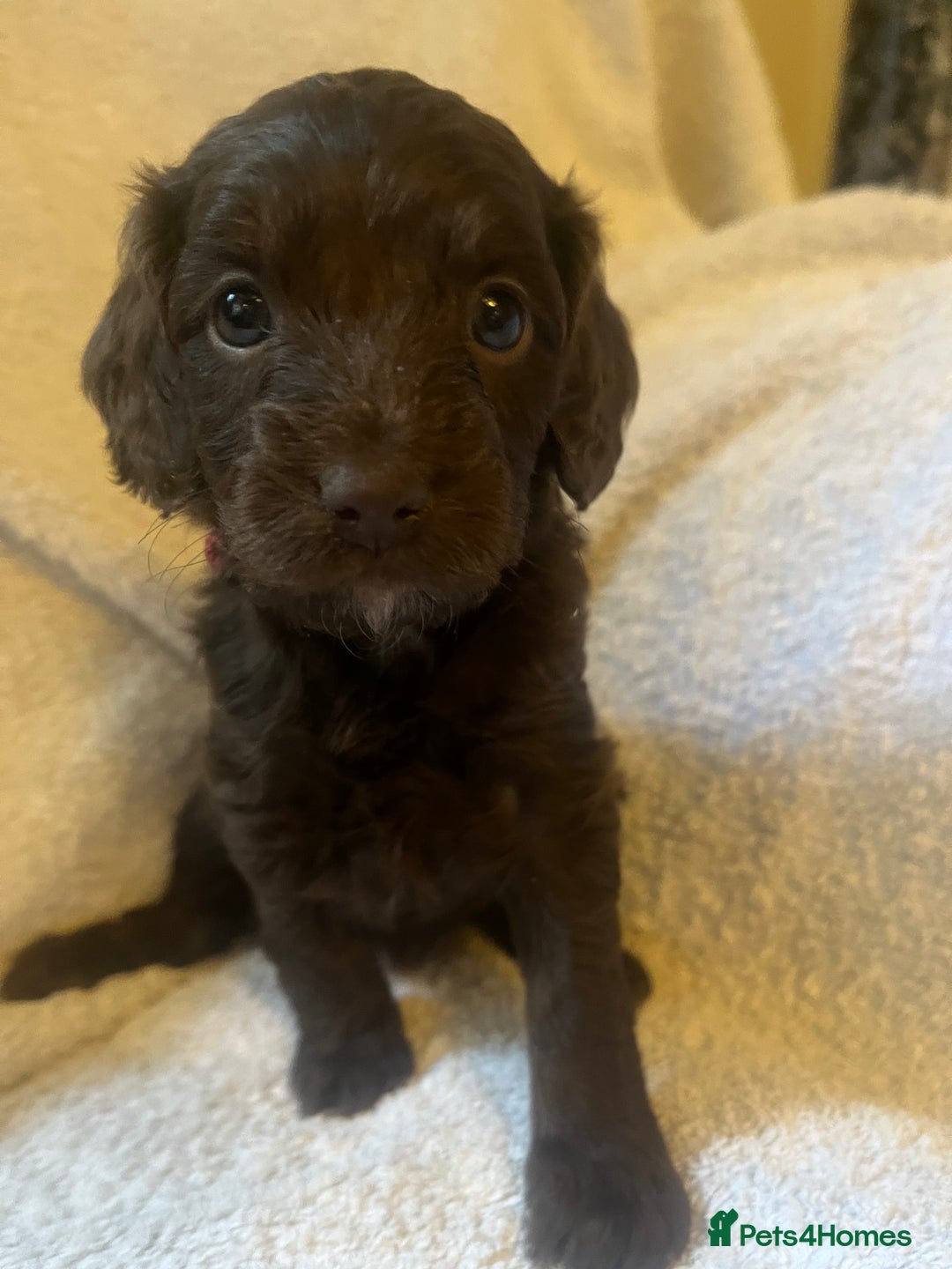 Cockapoo dogs for sale: Adorable Chocolate Cockapoos  - Image 3
