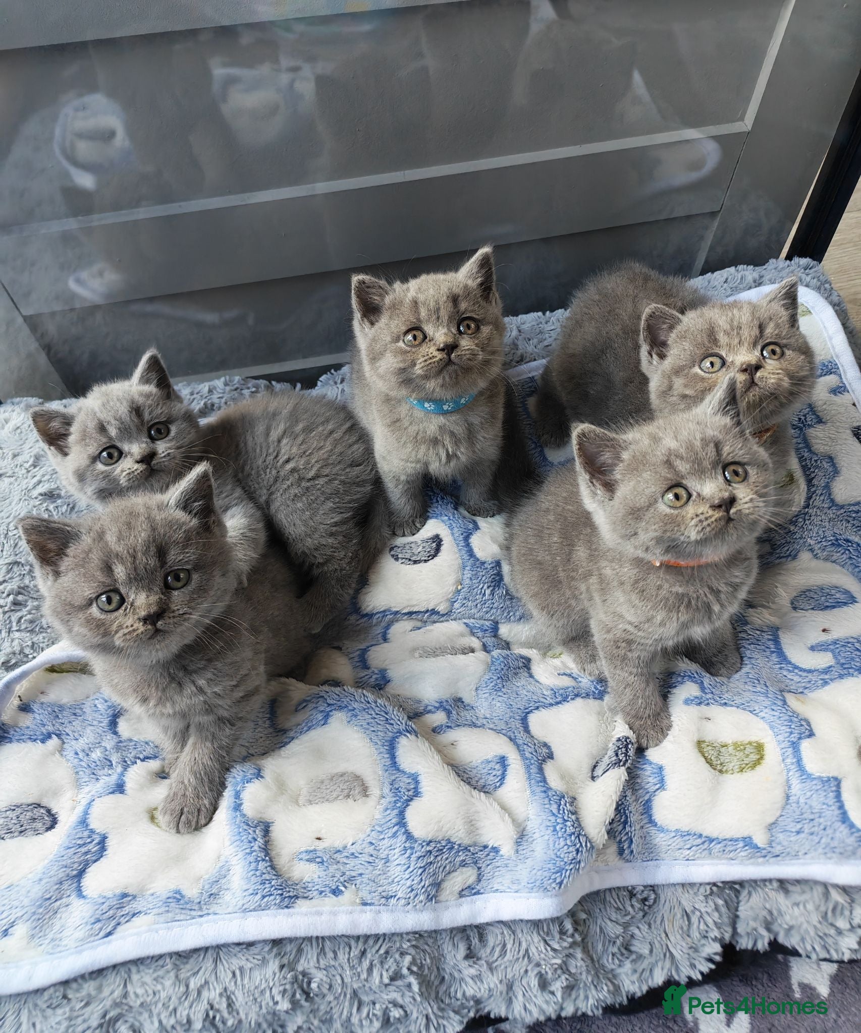 British Longhair cats British Shorthair & Longhair Kittens - Advert 17