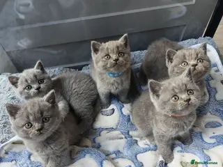 British Longhair cats British Shorthair & Longhair Kittens - Advert 4