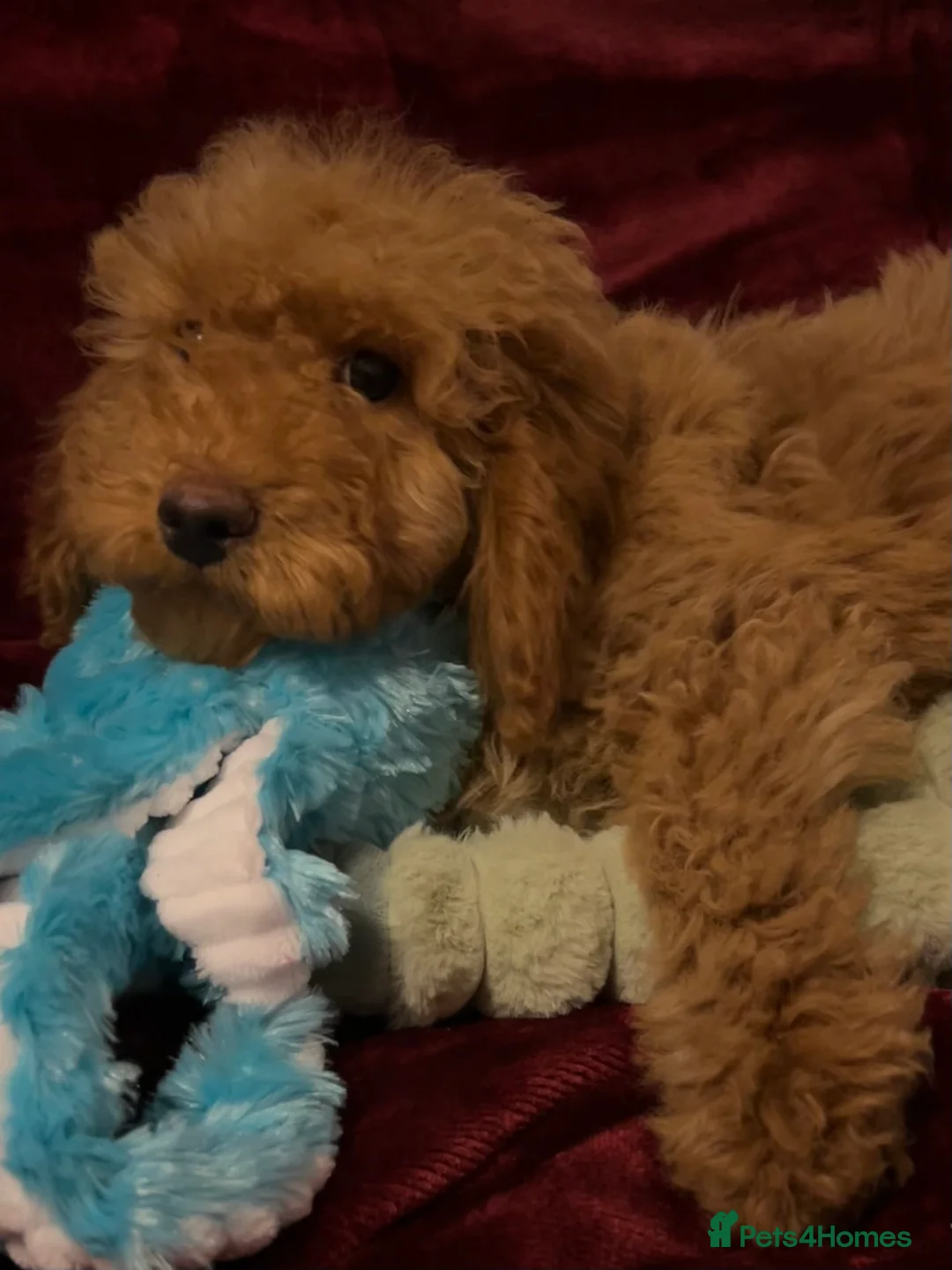 Cockapoo dogs for sale: Stunning fox red cockapoo puppies PRA Clear  - Advert 1