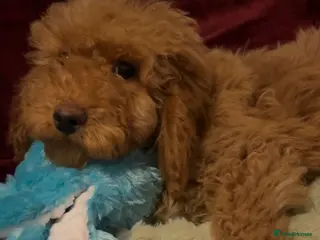 Cockapoo dogs Stunning fox red cockapoo puppies PRA Clear - Advert 1