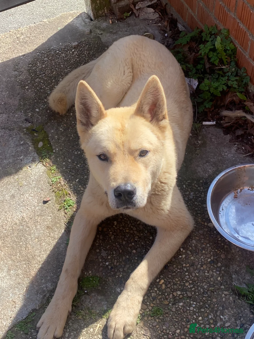 Akita dogs for sale: Akita - Advert 1