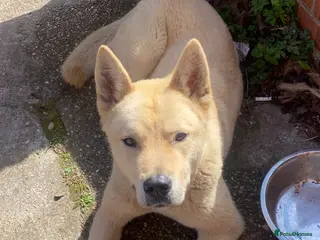 Akita dogs Akita - Advert 1