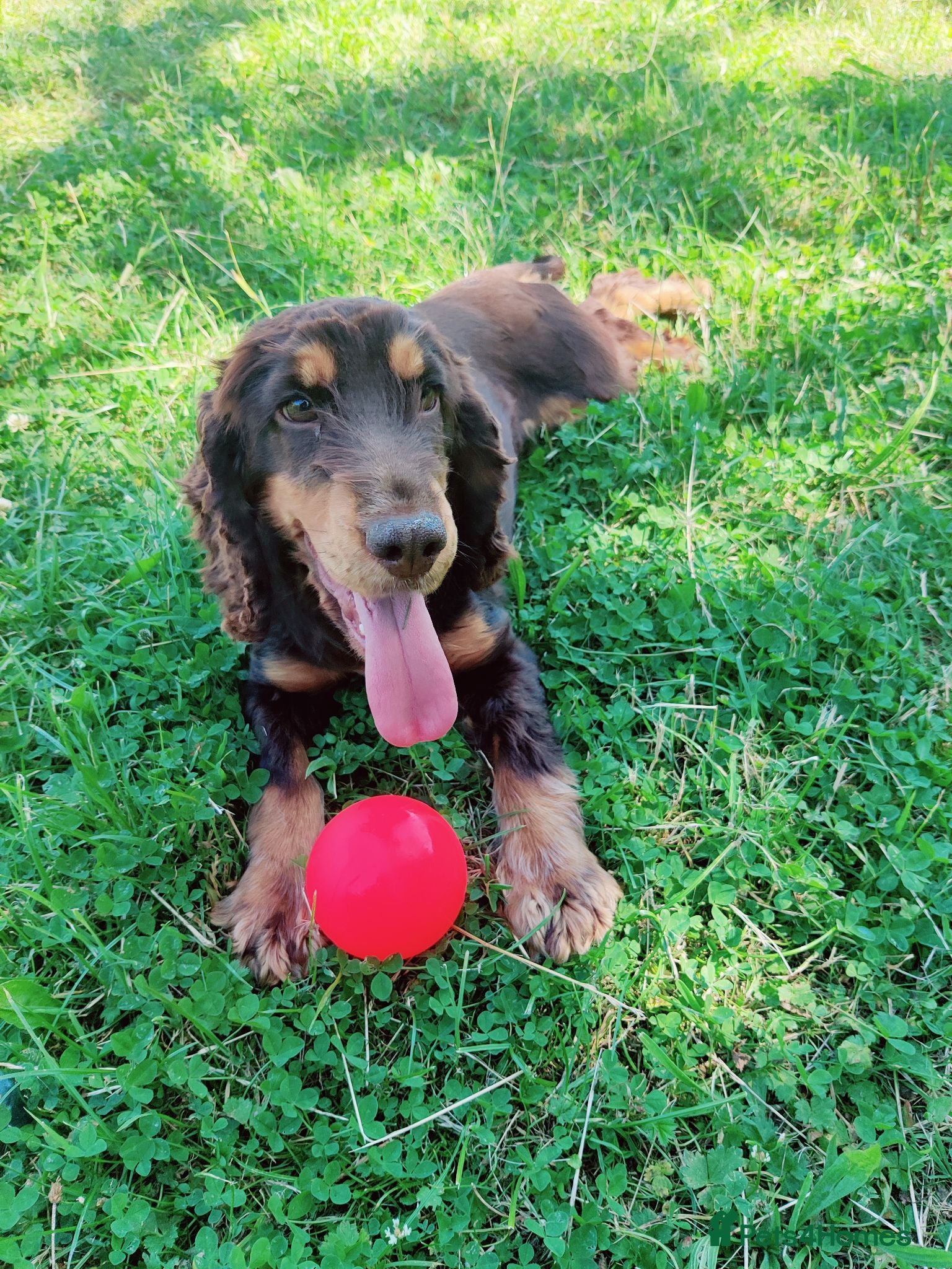 Cocker Spaniel dogs 2 year old beautiful Violet  - Advert 6