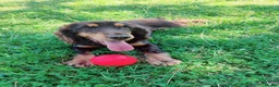 Cocker Spaniel dogs for sale: 2 year old beautiful Violet  - Advert 1