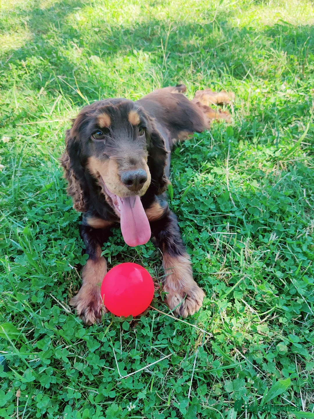 Cocker Spaniel dogs for sale: 2 year old beautiful Violet  - Advert 1