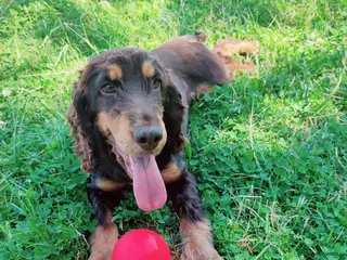 Cocker Spaniel dogs 2 year old beautiful Violet - Advert 6