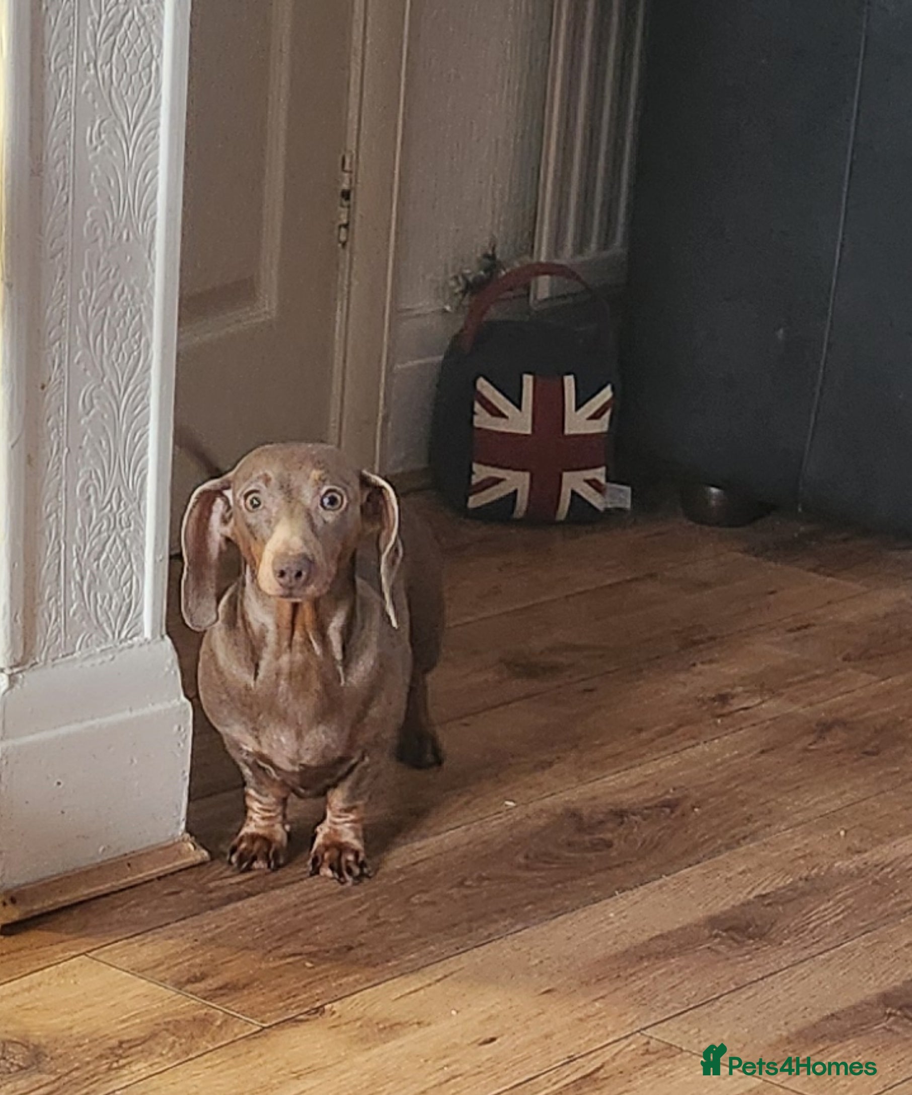 Dachshund dogs Miniture dashounds - Advert 3