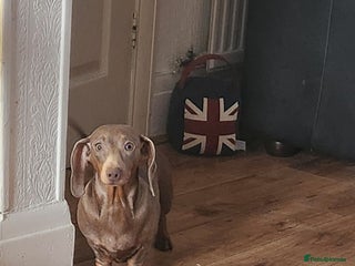 Dachshund dogs Miniture dashounds - Advert 2