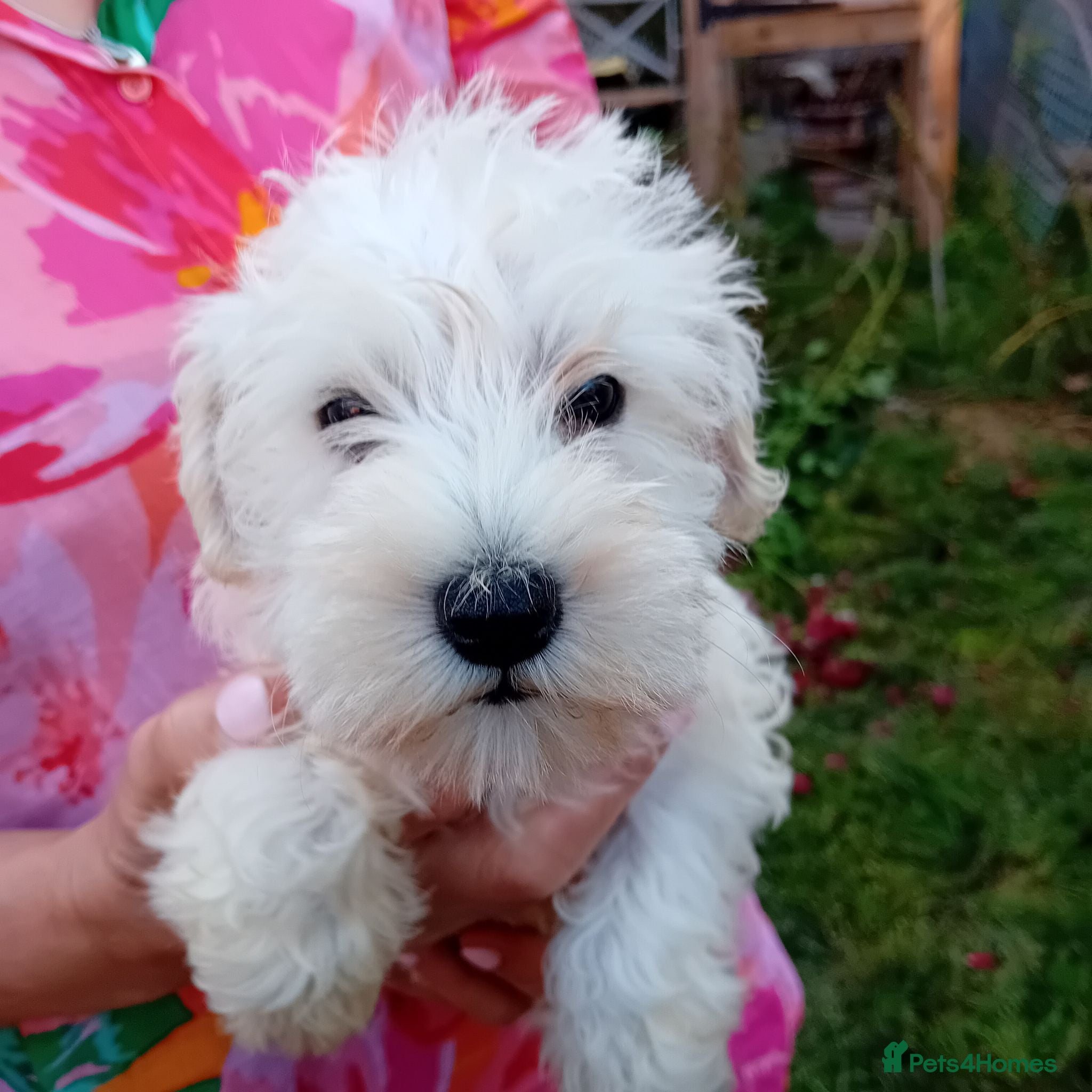 Miniature Schnauzer dogs Champion Bloodline White Miniature Schnauzers  - Advert 1