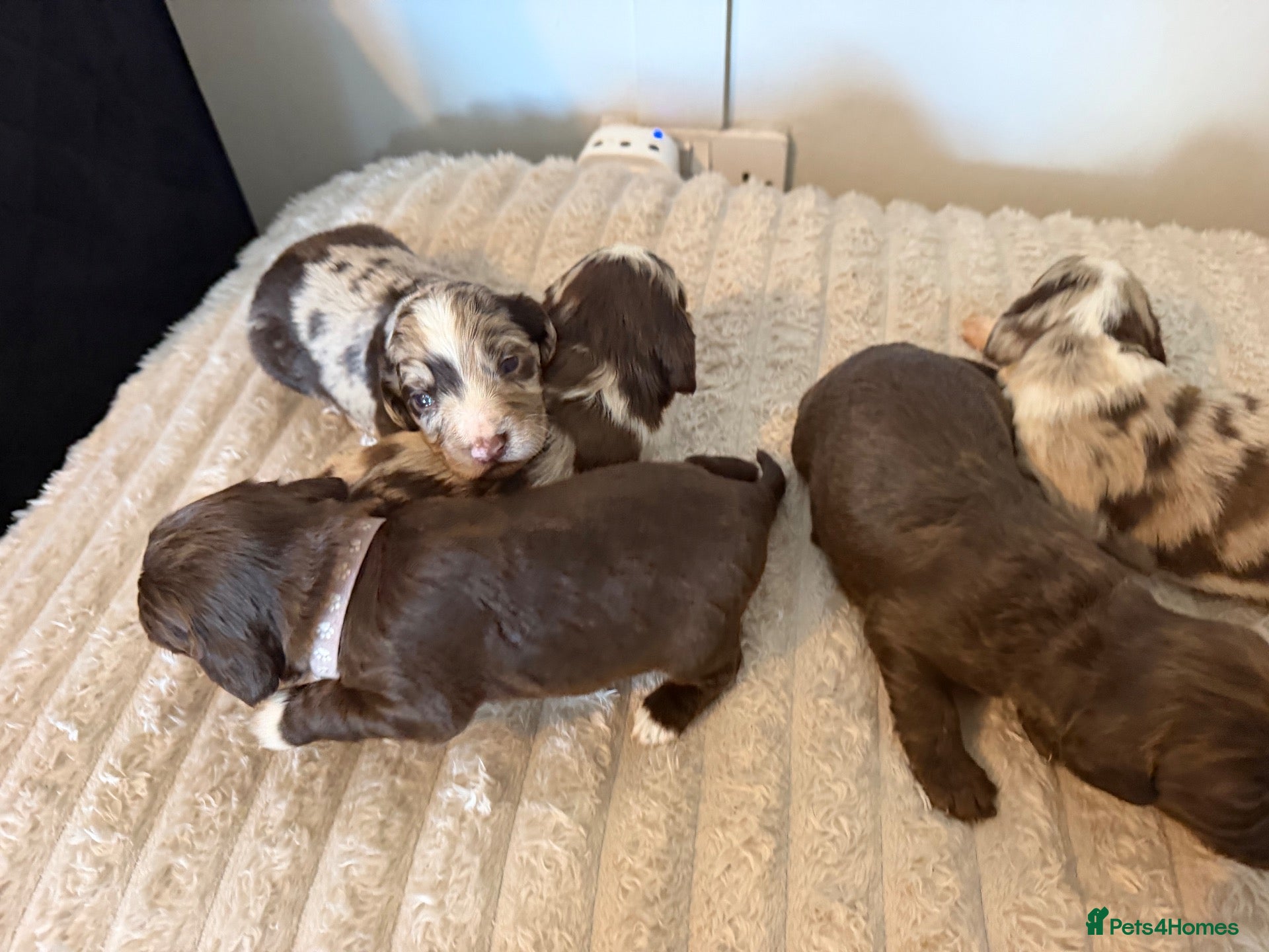 Cocker Spaniel dogs Beautiful litter of working cockerspaniel babies🐾 - Advert 1
