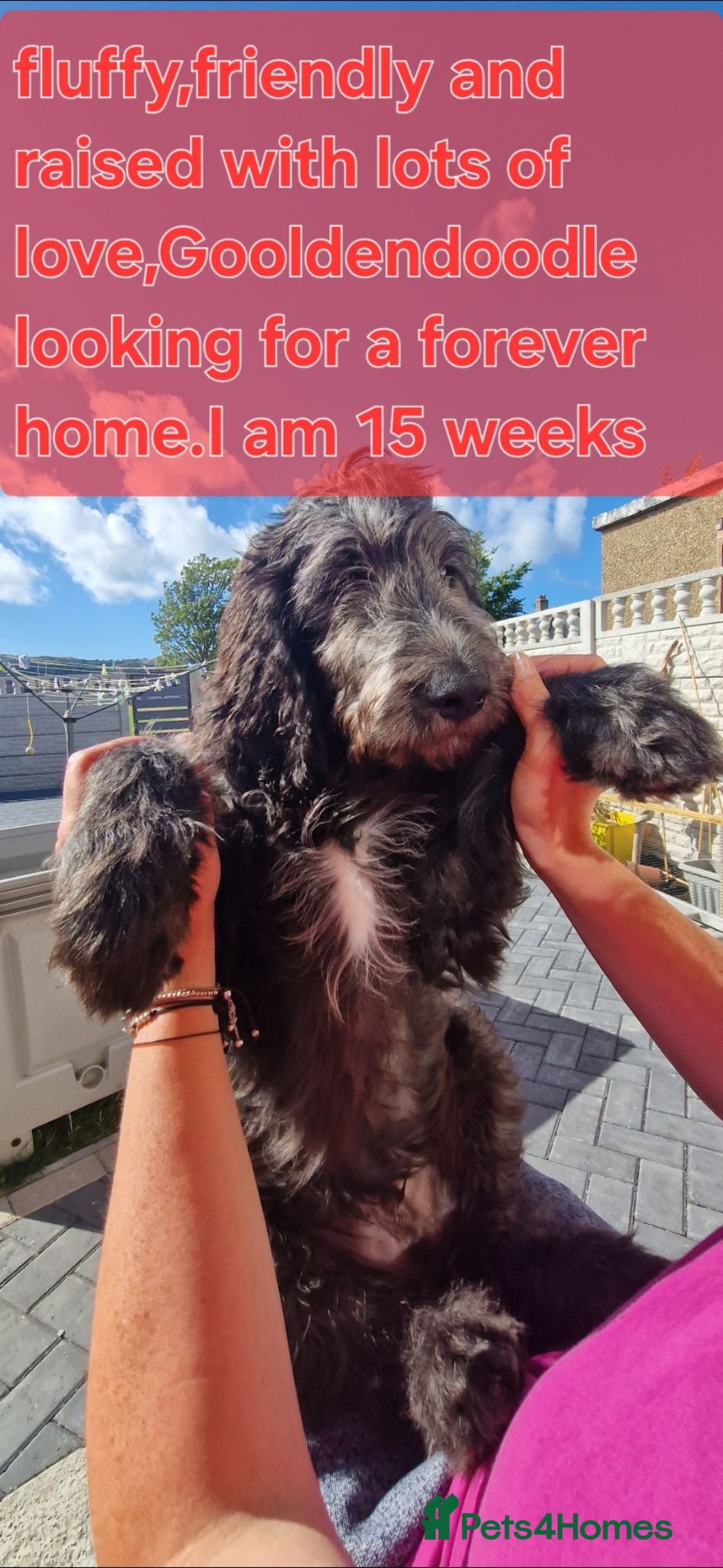 Goldendoodle dogs F1B Rare black standard Goldendoodle North Wales  - Advert 1