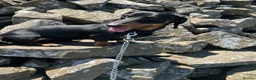 Dachshund dogs for stud: Mini dachshund black a tan for stud - Advert 2