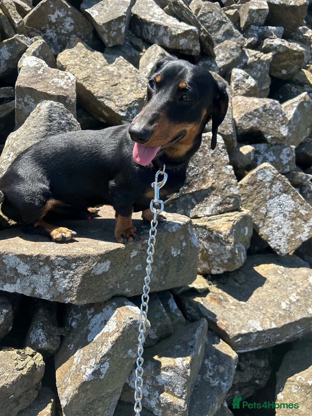 Dachshund dogs for stud: Mini dachshund black a tan for stud - Advert 2