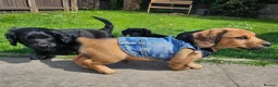 Mixed Breed dogs for sale: Dachshund x Labradoodle  - Advert 2