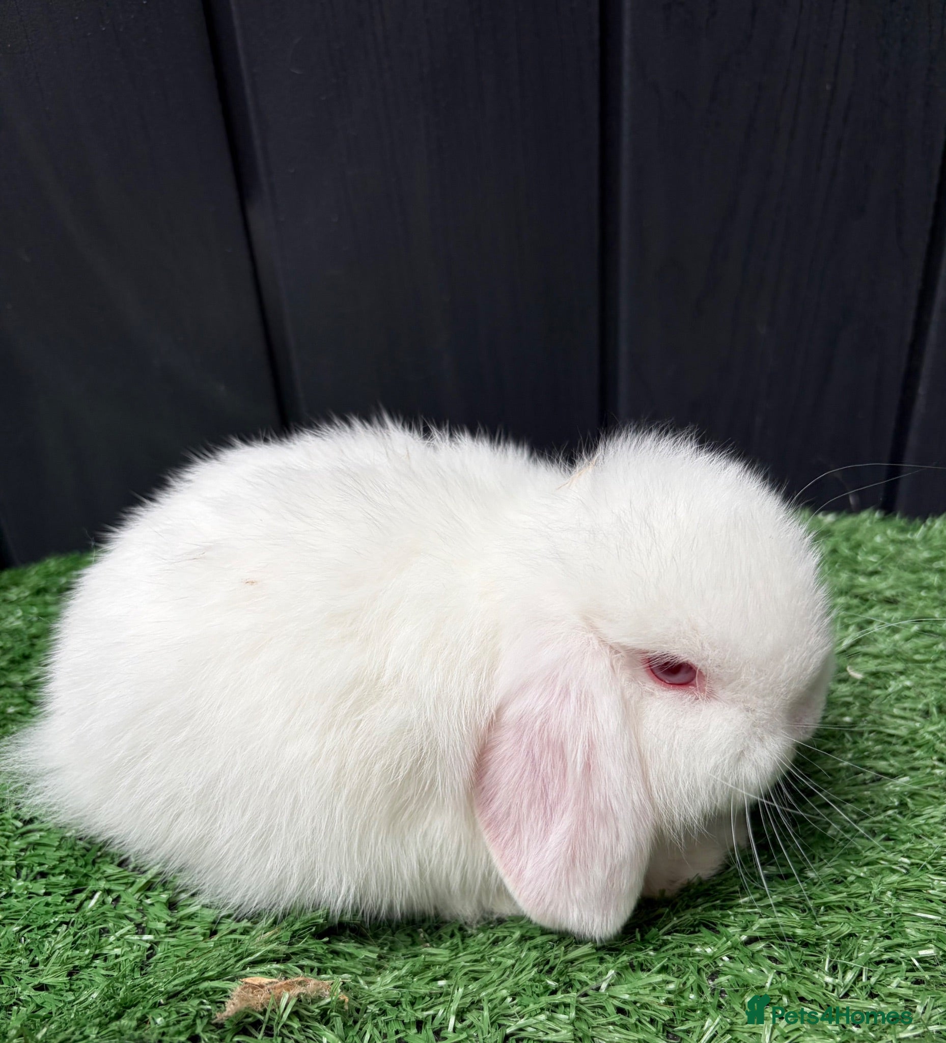 Mini Lop rabbits Mini lops available ready to leave now  - Advert 1