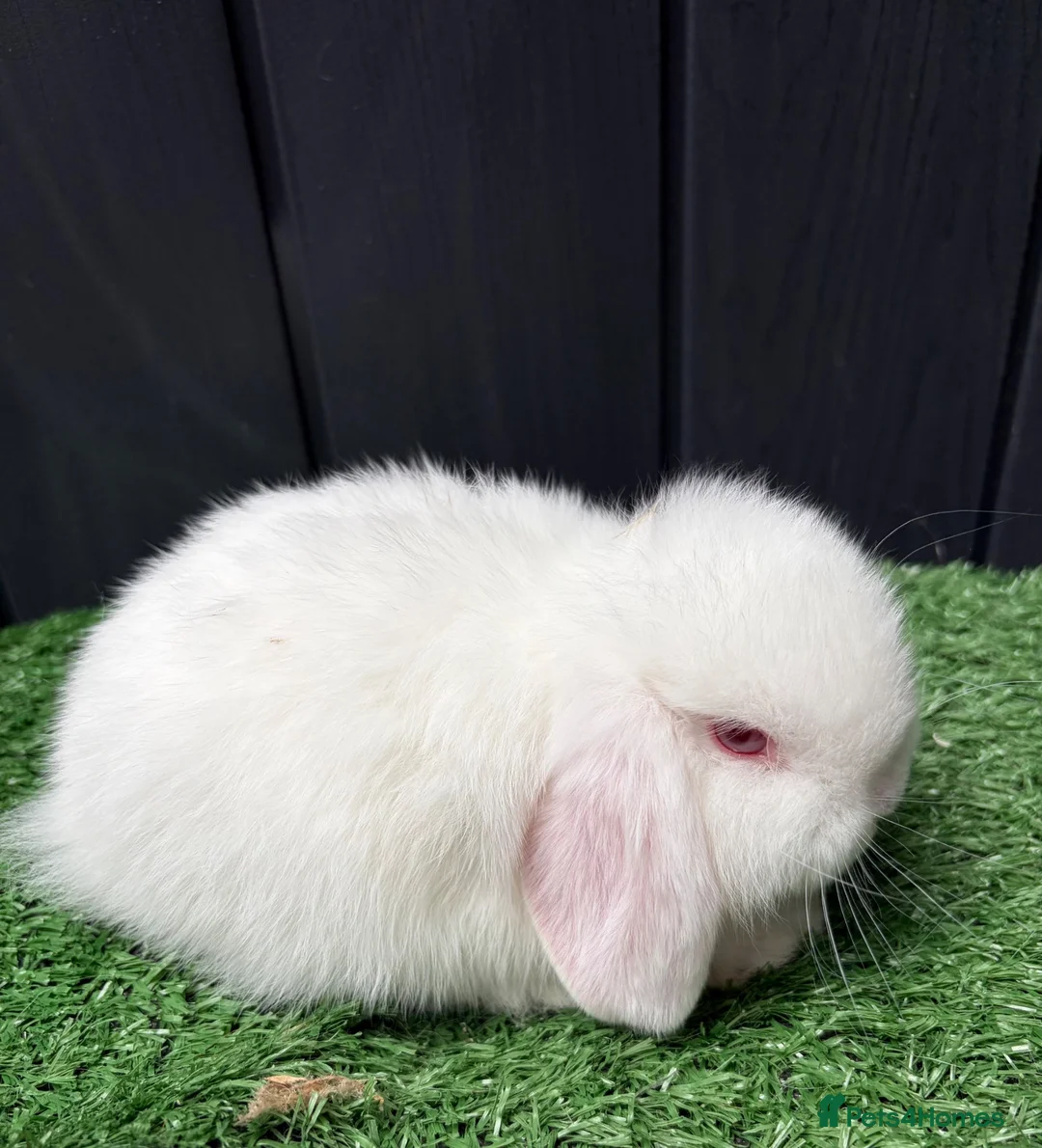 Mini Lop rabbits for sale: Mini lops available ready to leave now  - Advert 1